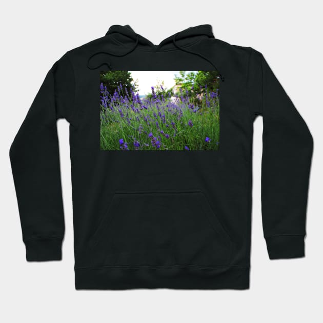 A field of fragrant lavender Hoodie by KristinaDrozd